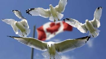 В Сенате Канады одобрили изменение гимна на «гендерно-нейтральный»