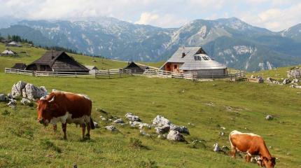 Российское эмбарго ударило по сельскому хозяйству Словении Российское эмбарго ударило по сельскому хозяйству Словении