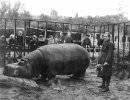 Ленинградский зоопарк в годы блокады