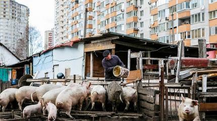 На зеркало неча пенять, хатоскрайники… На зеркало неча пенять, хатоскрайники…