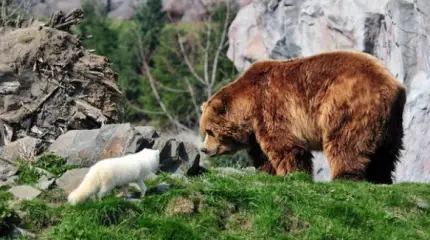 «Ждали медведя, а пришёл песец, но к кому?»