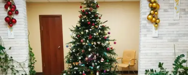 Враги новогодних елок: наших пример Европы ничему не учит