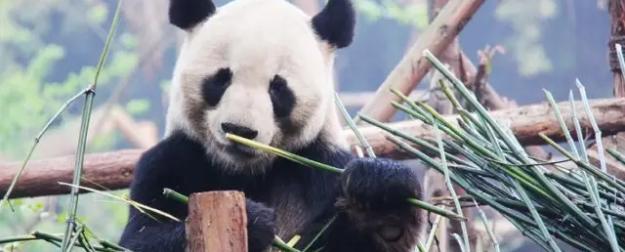 Милота закончилась: Пекин включает давление панда-дипломатией