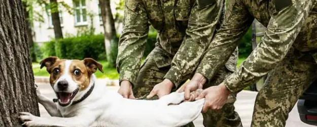 Героем Одессы стала собака, пострадавшая от бандеровцев
