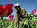 Культивирование опийного мака в Афганистане выросло до рекордно высокого уровня
