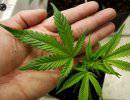 Уругвай легализирует производство и продажу марихуаны…