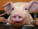 ЕС требует от Украины раздать свиньям игрушки
