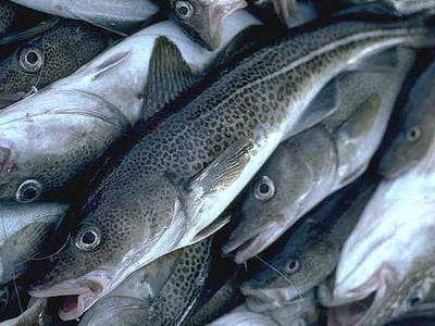Как себя чувствует рыба в мутной воде санкций?