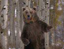 Медведь в капкане санкций