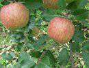 Польша просит США купить "запрещенные" яблоки