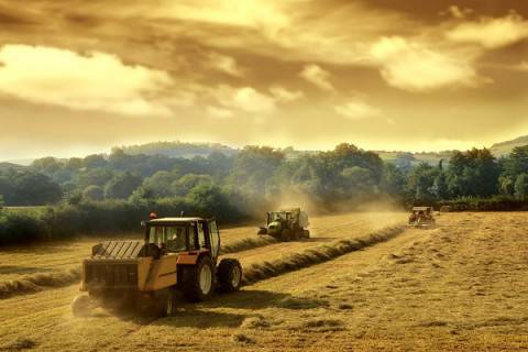Импортозамещение в сельском хозяйстве: первые итоги