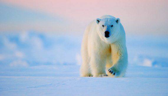Минэкономразвития создает национальный атлас Арктики