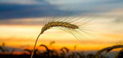 Украина выделяет земли «Monsanto» в обмен на кредит МВФ