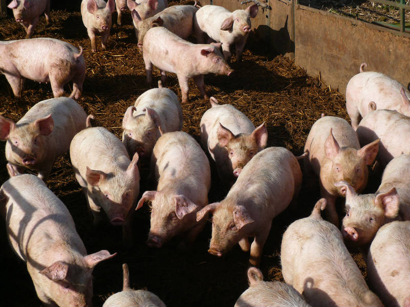 ЕС представил меры по смягчению последствий российского эмбарго на свинину