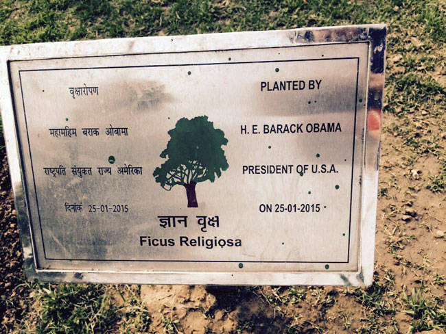 Посаженное Обамой в Индии дерево чахнет и умирает