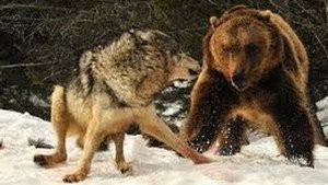Волчья стая против медведя