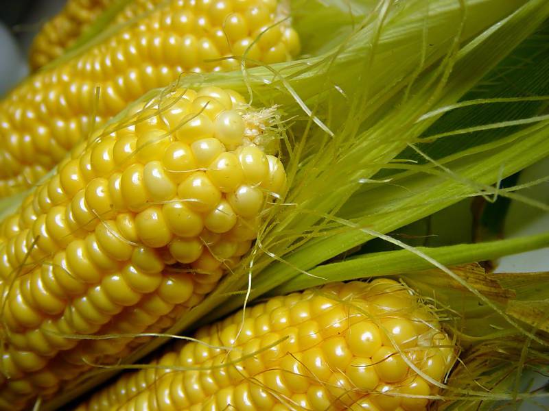 Брюссель хочет дать свободу членам ЕС в вопросе использования ГМО