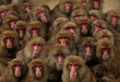 Стая обезьян на замену нынешней администрации Обамы