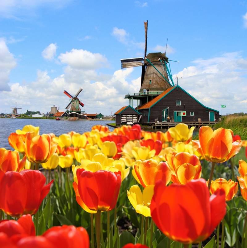 Почему Нидерланды стали крупнейшим в мире оффшором