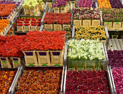 Россия готова запретить поставку цветов из Нидерландов