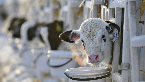 Украинский импорт угрожает молдавской молочной отрасли