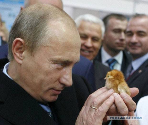 Германия: «Путин задушил свободу слова и повелевает птицами» Германия: «Путин задушил свободу слова и повелевает птицами»