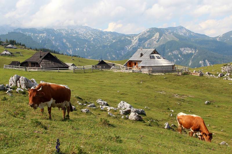 Российское эмбарго ударило по сельскому хозяйству Словении