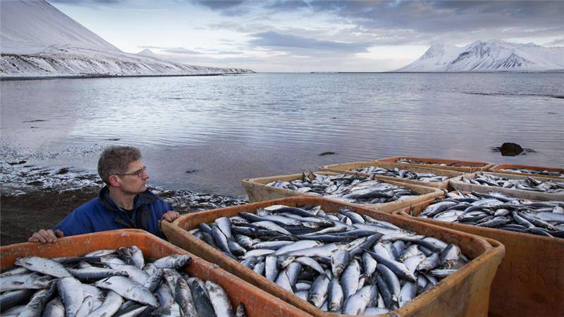 Российские санкции уничтожают рыбаков Исландии
