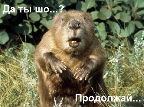 В тени выборов, или: “Бобёр, выдыхай!” В тени выборов, или: “Бобёр, выдыхай!”