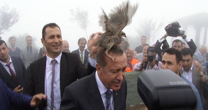 Сомнительная авантюра: решится ли Эрдоган «пощипать» Кавказ?