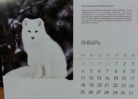 На российском календаре украинцы увидели Песца… Радуются