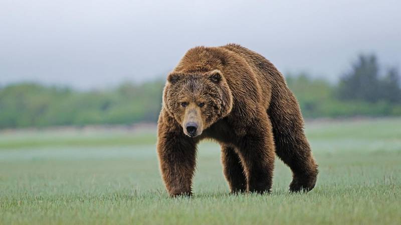 Канада: Русский медведь на охоте, его аппетит растёт