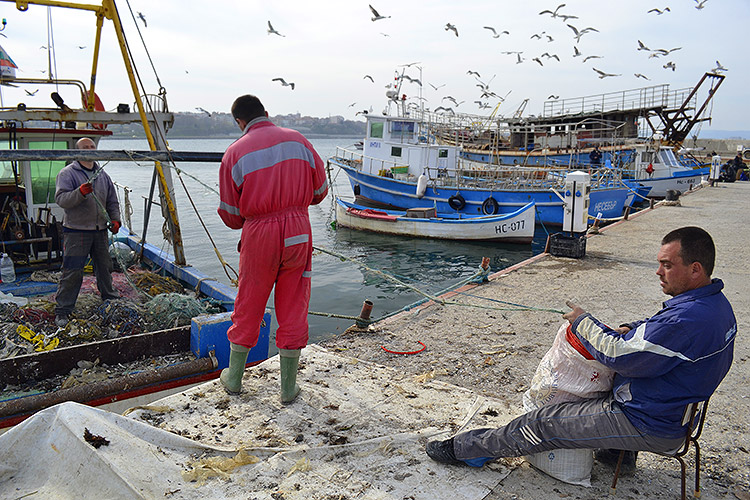 Вину за гибель дельфинов в ходе учений НАТО сваливают на болгарских рыбаков