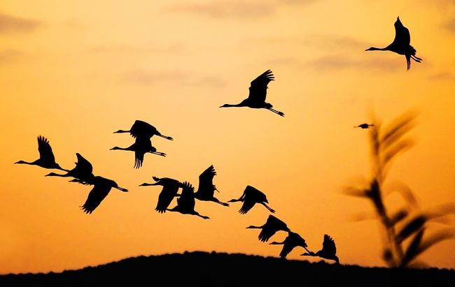 Украинские СМИ назвали мигрирующих птиц «российскими нахлебниками»