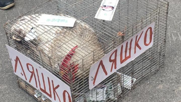Мосийчук кинул «петуха Ляшко» в толпу на растерзание Мосийчук кинул «петуха Ляшко» в толпу на растерзание