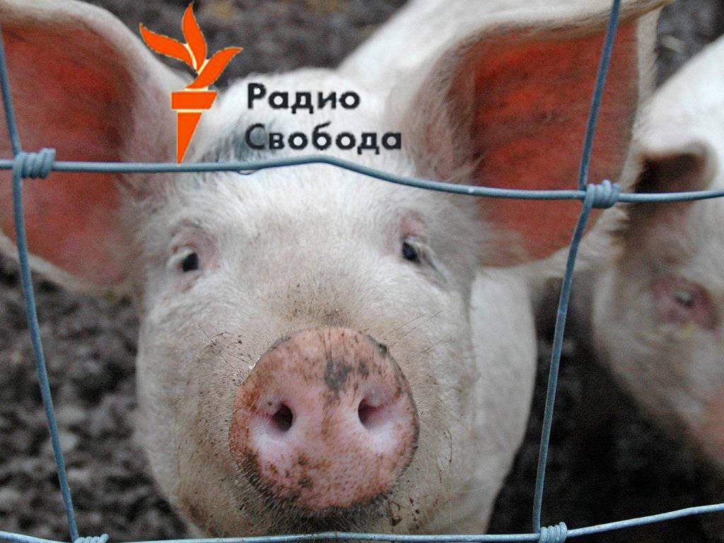 «Радио Свобода», биолаборатории и африканская чума свиней в Сибири