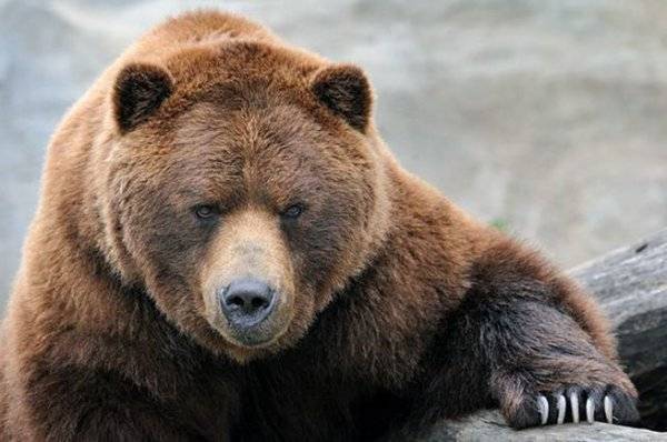 Русские медведи лишают сна британских дипломатов