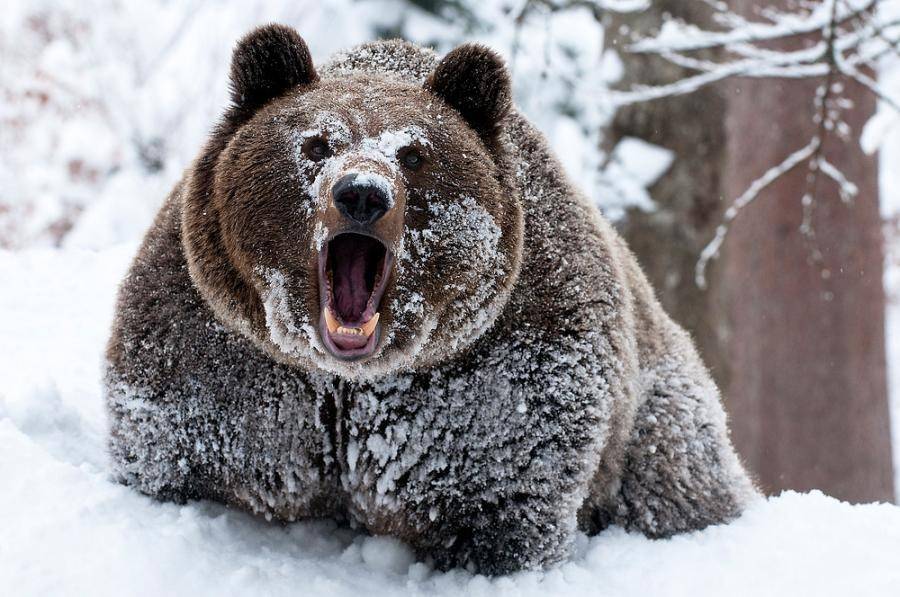 Иностранцы смеются: русский медведь украл наши носки