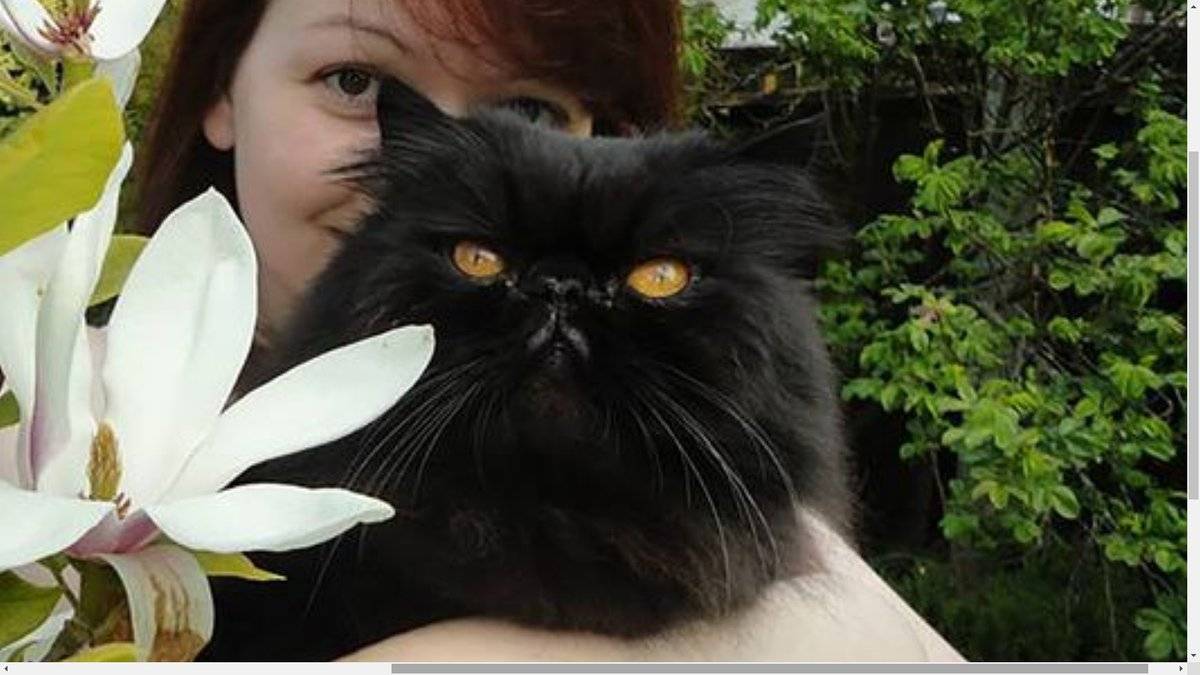 ПАСЕ: пепел кота Скрипаля ПАСЕ: пепел кота Скрипаля