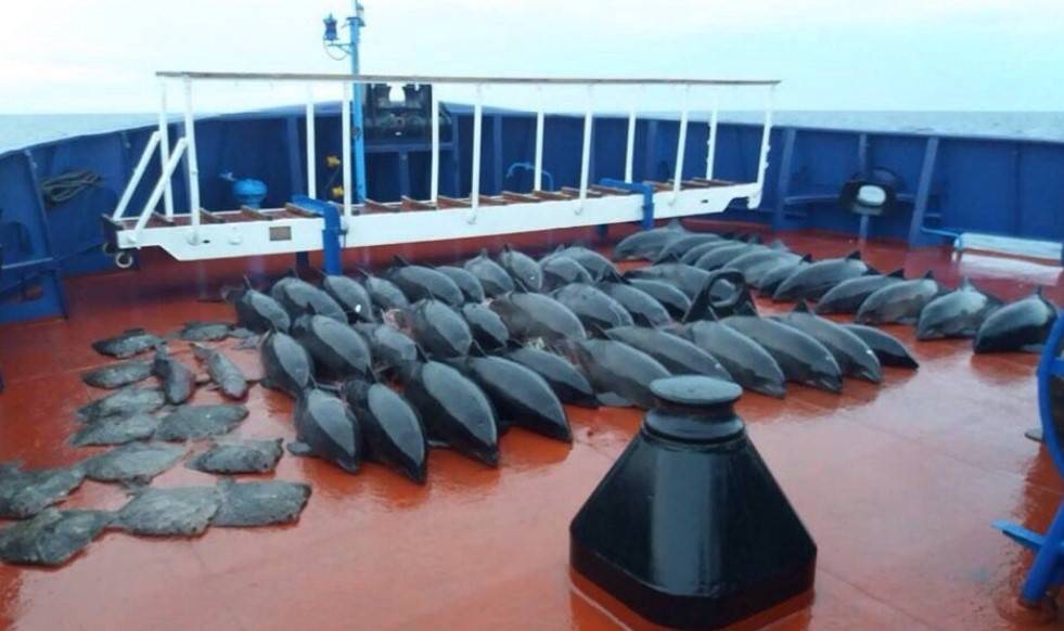 Крым: Два капитана, засада и 50 мертвых дельфинов