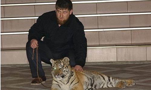 Бумажный тигр Кадыров – зачем власть делает из него грозу России? Бумажный тигр Кадыров – зачем власть делает из него грозу России?