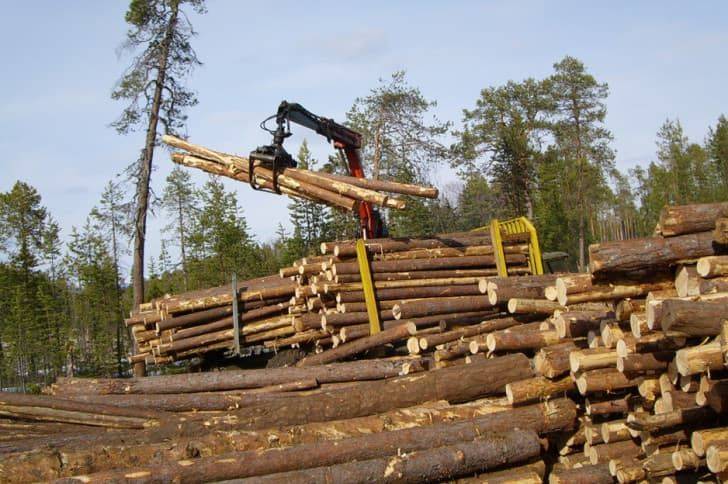 Что делать, чтобы спасти русский лес, а затем и Россию?