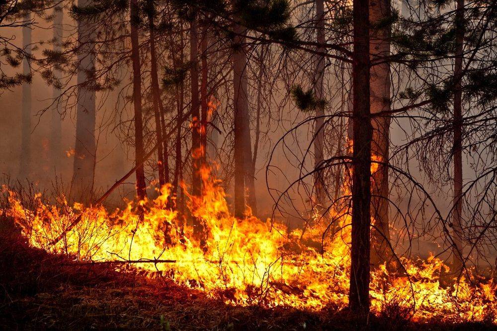 Донбасс: на подконтрольной Киеву территории горит заминированный лес