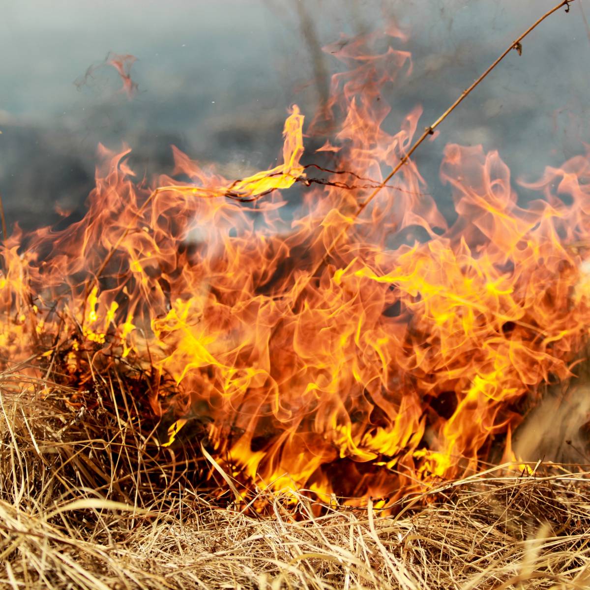 В Госдуму внесли законопроект, запрещающий не тушить лесные пожары