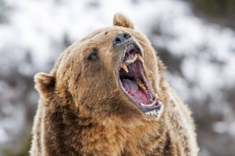 Украина как горячая точка: не надо дразнить медведя