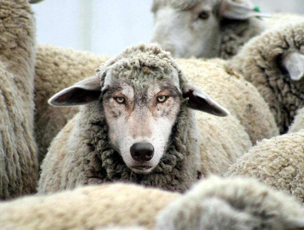 Запад: волки, снявшие овечьи шкуры