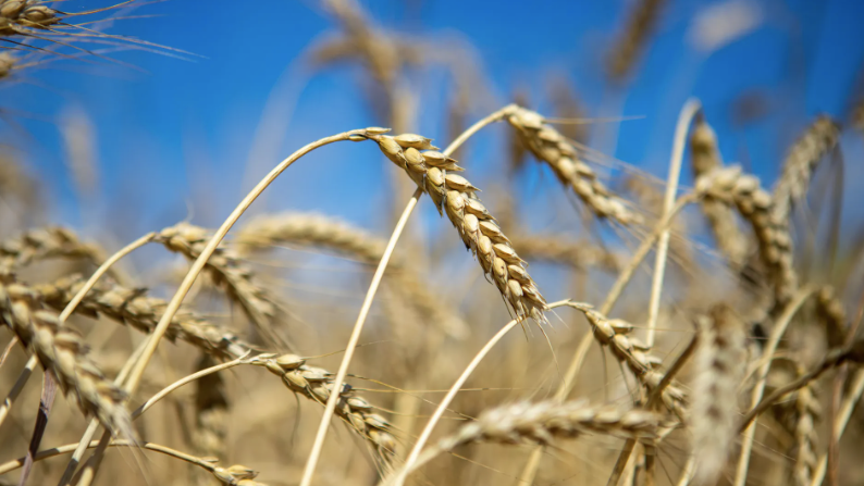 Голос Мордора: Предсказуемый итог зерновой сделки
