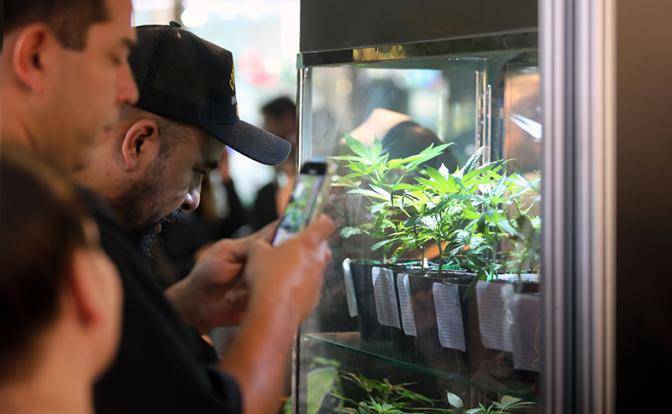 Легализация марихуаны в корее биосим конопля